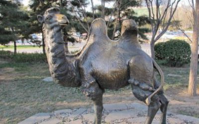 公園草地上擺放的回頭大玻璃鋼仿銅創(chuàng)意駱駝雕塑